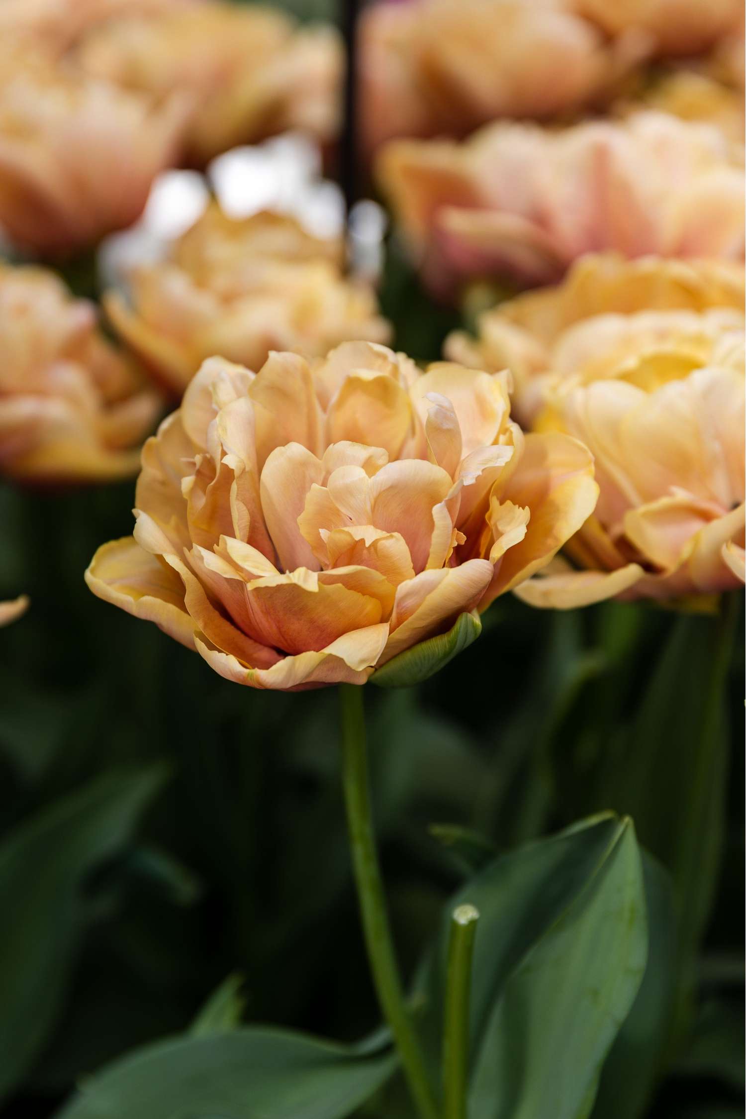Tulipe 'La Belle Epoque'